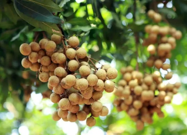 Kỹ thuật xử lý ra hoa nhãn cho năng suất cao, đơn giản